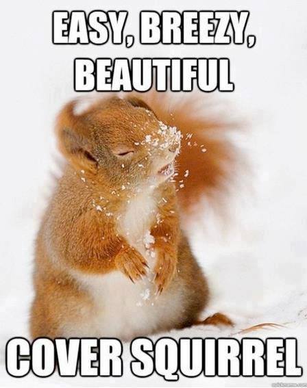 Cover Squirrel Meme